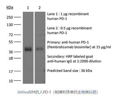 艾美捷体内SIM人类PD-1抗体（帕博利珠单抗生物类似药）方案