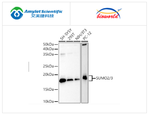 艾美捷Bioworld SUMO2多克隆抗体解决方案 艾美捷Bioworld SUMO2多克隆抗体解决方案