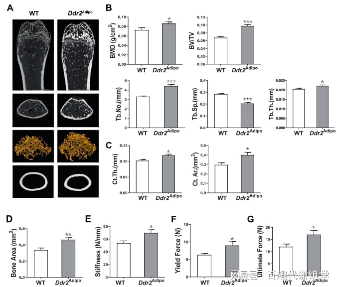图2. Ddr2Adip小鼠骨量增加