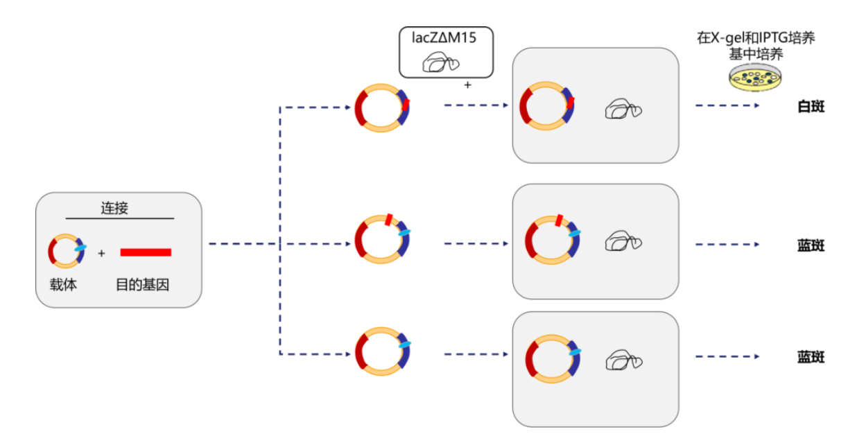 涨知识 | 克隆专题六：分子克隆筛选与鉴定技术