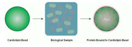 心磷脂Beads研究丨Echelon Biosciences——艾美捷代理