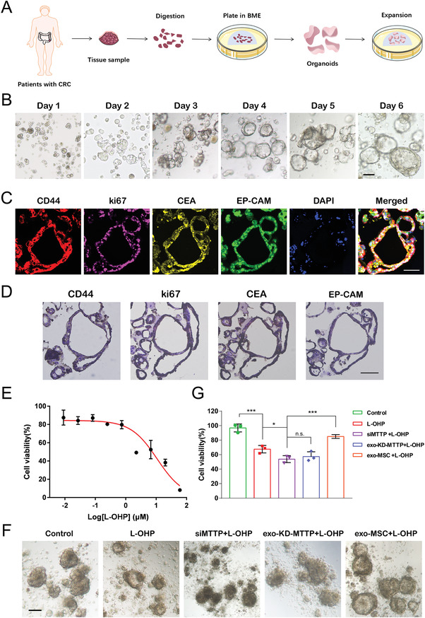 铁死亡 外泌体.jpg