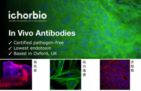 艾美捷IFN-gamma体内抗体参数及应用 艾美捷IFN-gamma体内抗体参数及应用