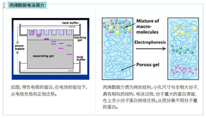 SDS-PAGE的正确打开方式