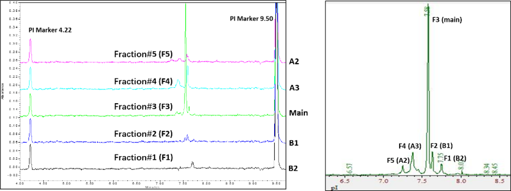 基于尖端的全柱成像等电毛细管电泳
