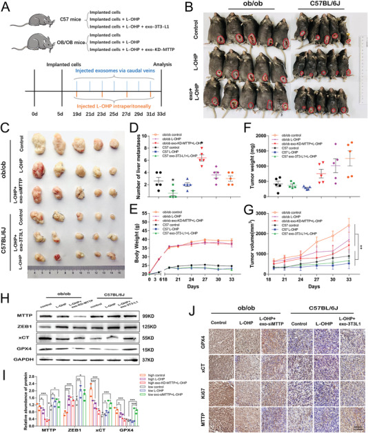 铁死亡 外泌体.jpg