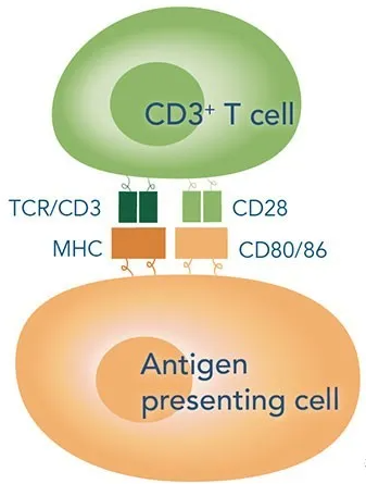 用CD3/CD28做好T细胞激活与扩增