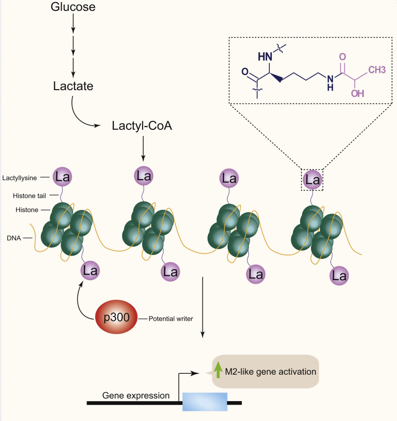 研究思路｜脓毒症期间乳酸对巨噬细胞中 HMGB1 的乳酸化修饰