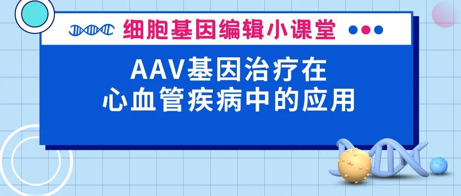 AAV基因治疗在心血管疾病中的应用