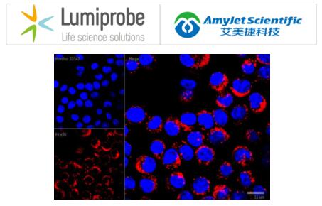 Lumiprobe细胞成像分析:PKH26 细胞膜标记试剂盒 Lumiprobe细胞成像分析:PKH26 细胞膜标记试剂盒