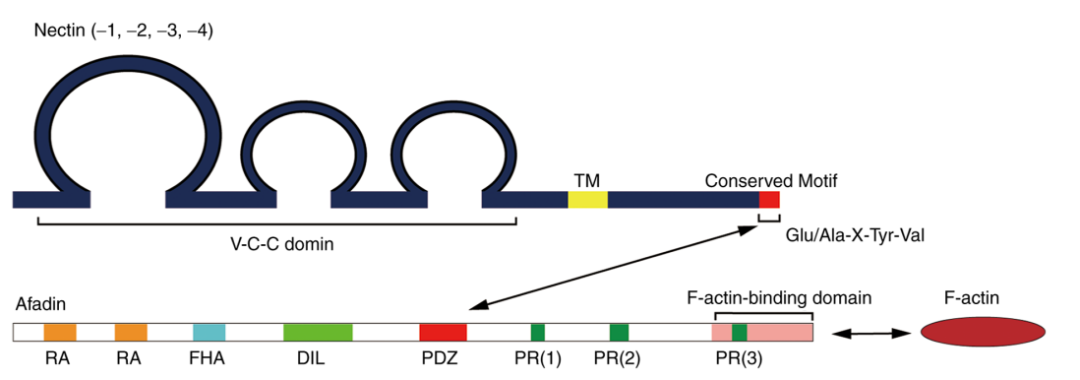 ADC内卷之下，这个靶点或将异军突起！