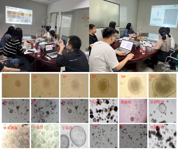 热烈庆祝类器官实操大本营第五期圆满结束！！