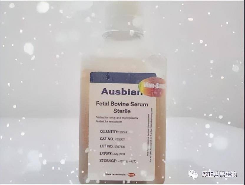 胎牛血清的相关知识你了解多少？