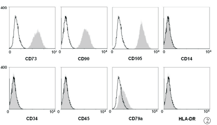 细胞学堂 | 间充质干细胞(MSC)的鉴定方法