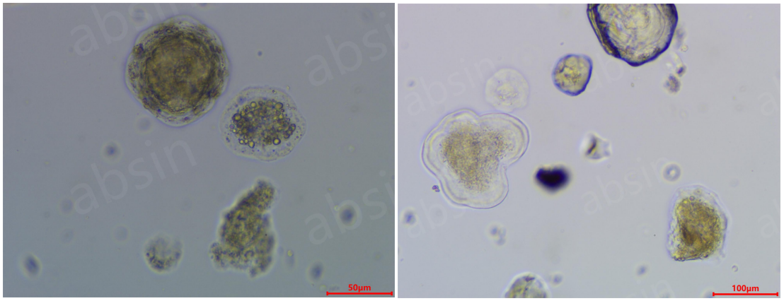 新品上线——Organotial奶牛乳腺类器官培养基试剂盒