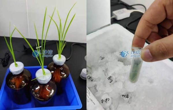 净信全自动样品快速研磨仪|浙江大学定量水稻叶片研磨实验