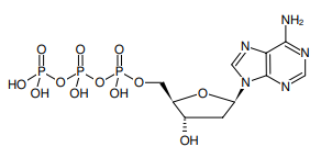 Jena bioscience--dNTP混合物- 10 mM溶液有货促销
