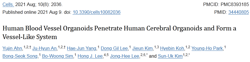  人血管类器官穿透人脑类器官形成血管样系统