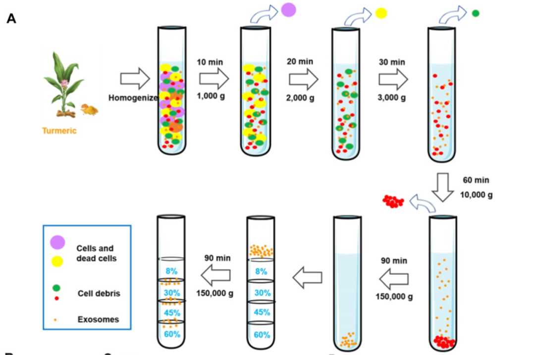 植物来源外泌体研究近期进展