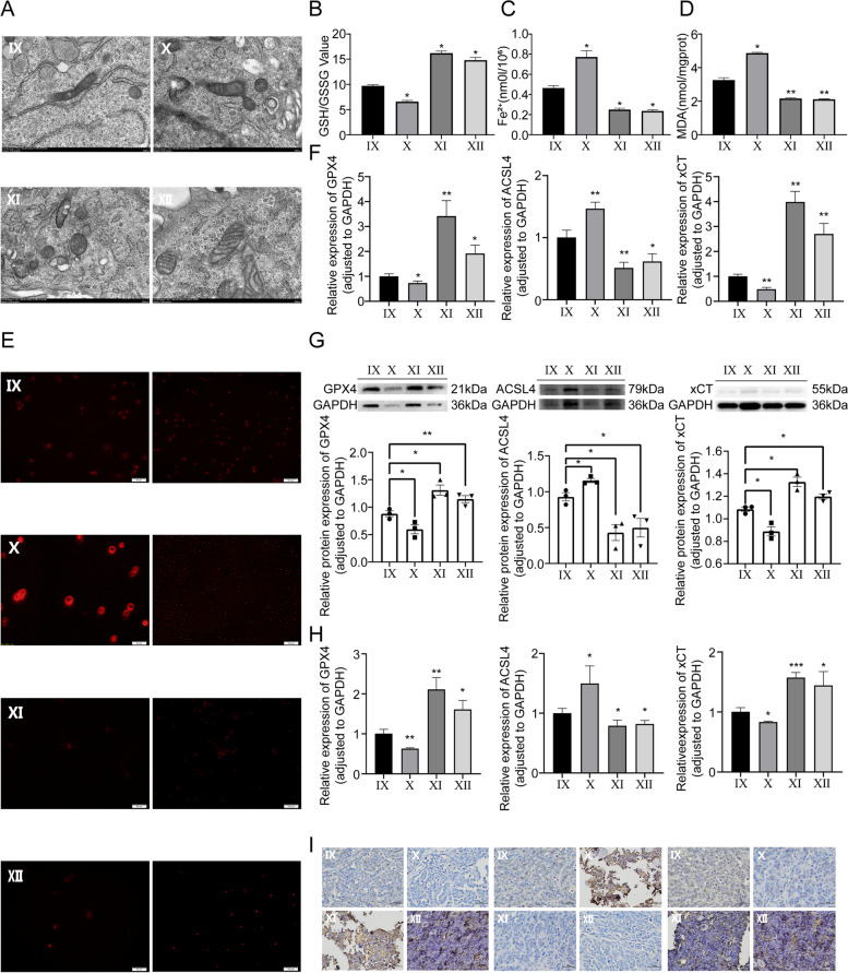 细胞功能实验 细胞功能实验