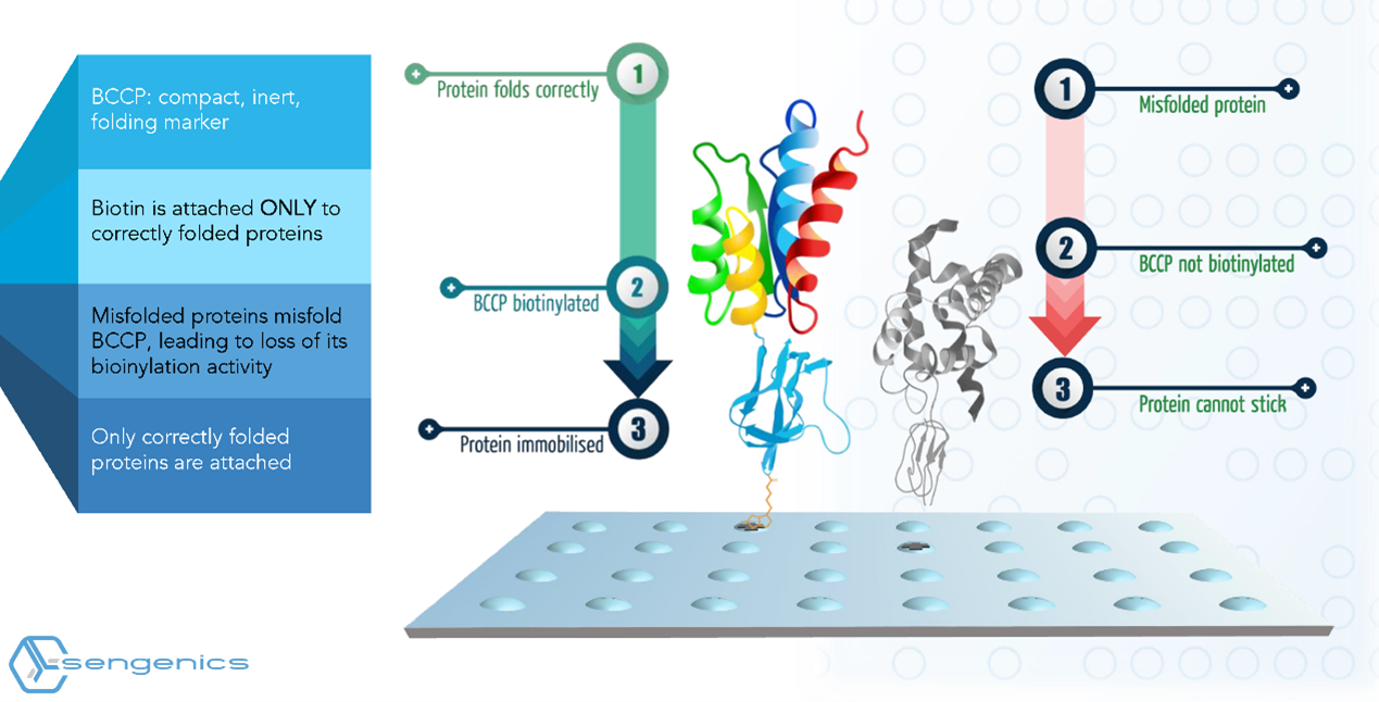 蛋白质芯片Sengenics技术介绍