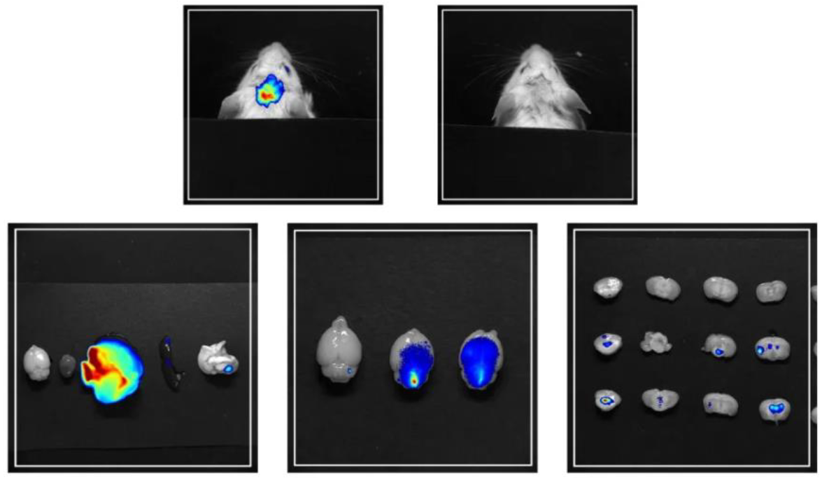 小动物成像检测有哪些?可以对应哪些指标?