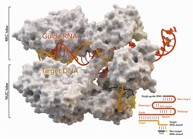 CRISPR大牛张锋教授发现一类极具应用潜力的新型基因编辑系统
