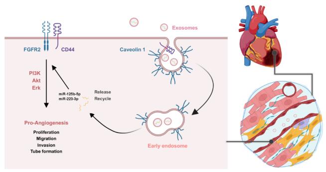 CD44与血浆外泌体在心肌梗死后血管生成中的作用及其机制