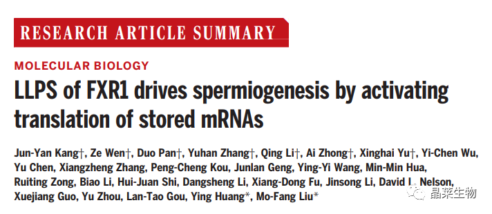 国自然热点 “相分离&amp;翻译组学” 研究文献解读之FXR1发生相分离激活FXR1颗粒中存储mRNA的翻译，驱动精子生成