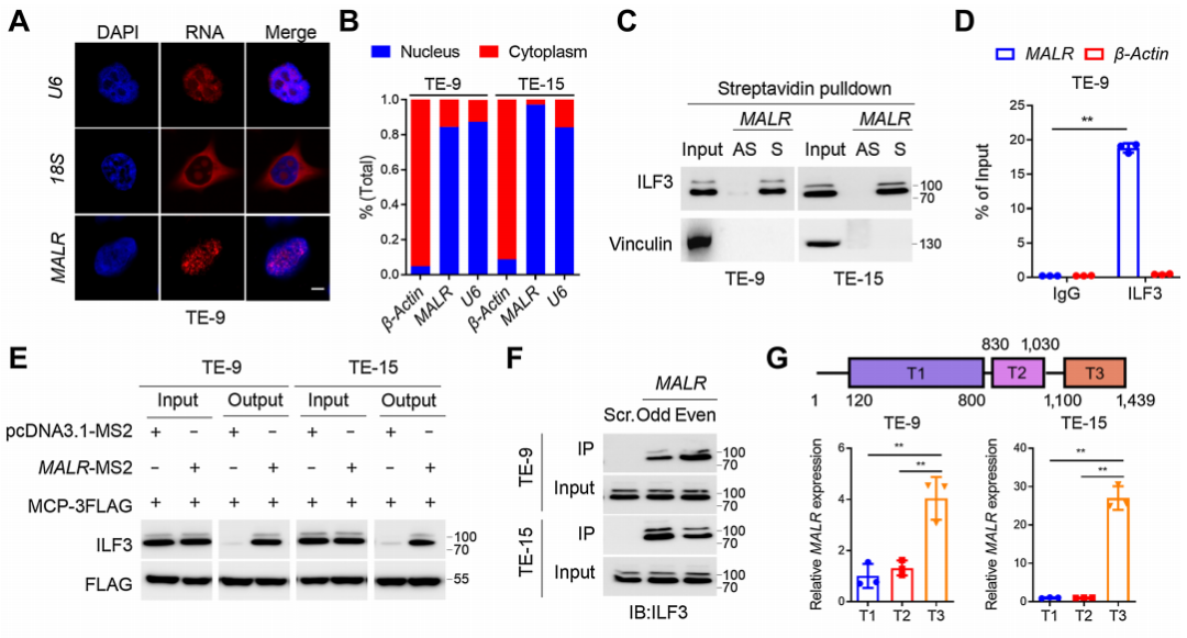 【客户文献解读,IF>11】食管癌的