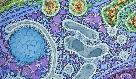 细胞如何对营养缺乏自噬过程以及蛋白质降解过程产生反应