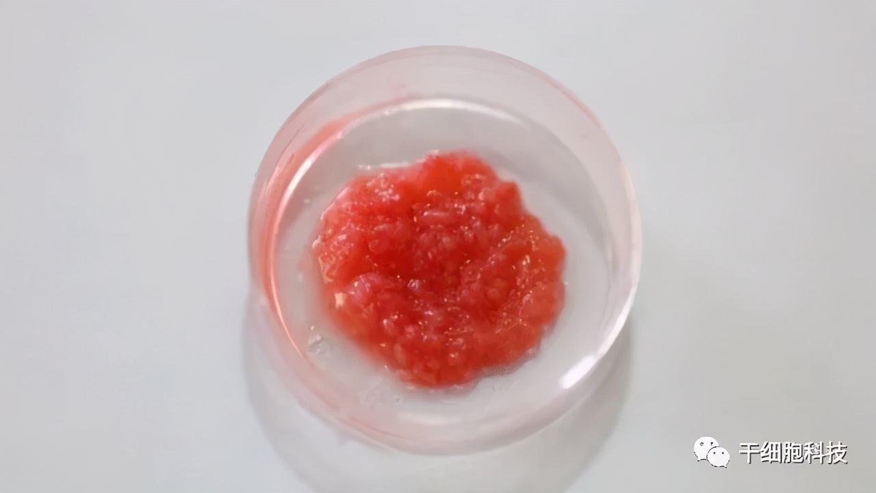 肌肉干细胞在人体疾病治疗的研究和应用，胎牛血清助力细胞研究