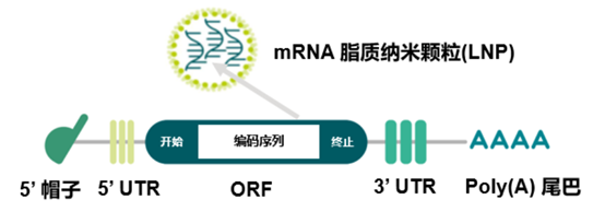 酶联免疫斑点技术（Elispot）在mRNA疫苗中的应用