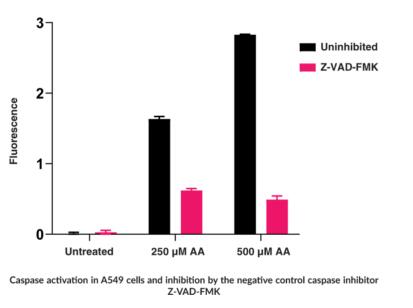 Cayman Chemical艾美捷CaspGLOW荧光素染色试剂盒介绍
