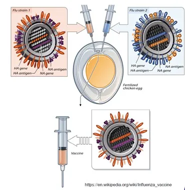 MDCK.STAT1KO 细胞——流感疫苗的新选择