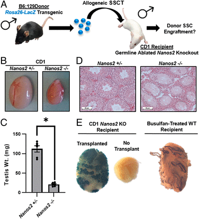 研究证实可以在多种大型动物中进行精原干细胞移植