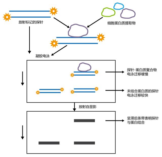 古朵生物讲解：凝胶迁移实验(EMSA)