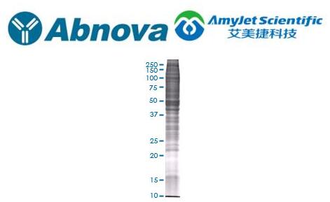 Abnova 293 全细胞裂解物说明书 Abnova 293 全细胞裂解物说明书