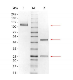 艾美捷小鼠 IgG1 κ 同型对照参数和相关研究 艾美捷小鼠 IgG1 κ 同型对照参数和相关研究