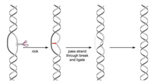 Topoisomerase I 助力5min完成克隆