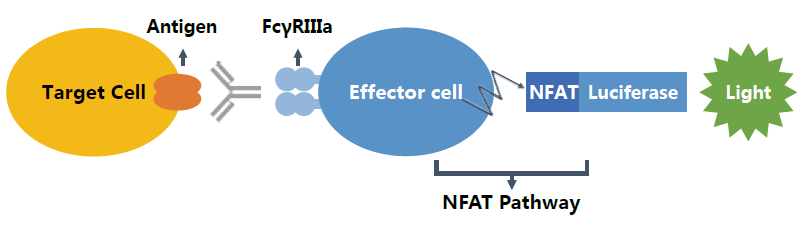 一步即可完成萤光素酶检测