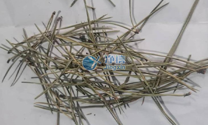 组织研磨仪对松针研磨实验效果|兰州大学草科院