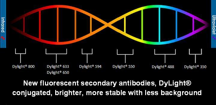 15 % off Agrisera fluorescently conjugated secondary antibodies since 1st of January 2022