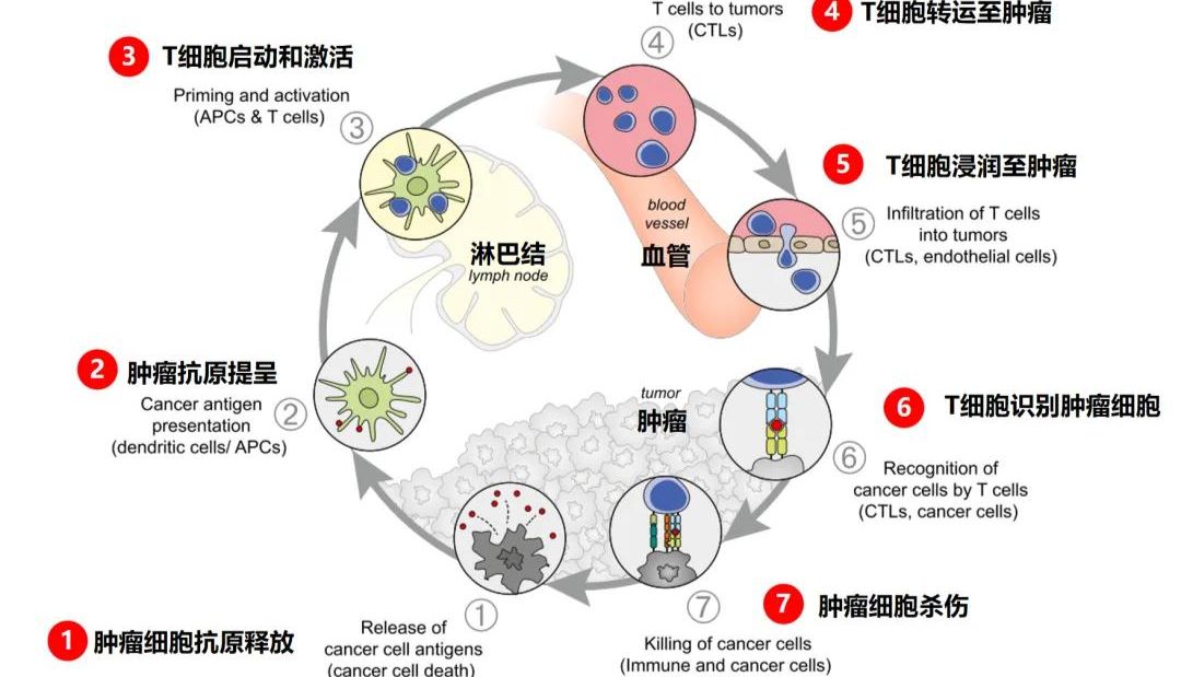 肿瘤免疫微环境--mIHC指标选择大全