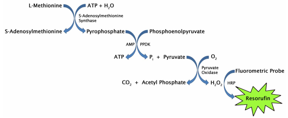 蛋氨酸检测试剂盒-促销不停，优惠多多