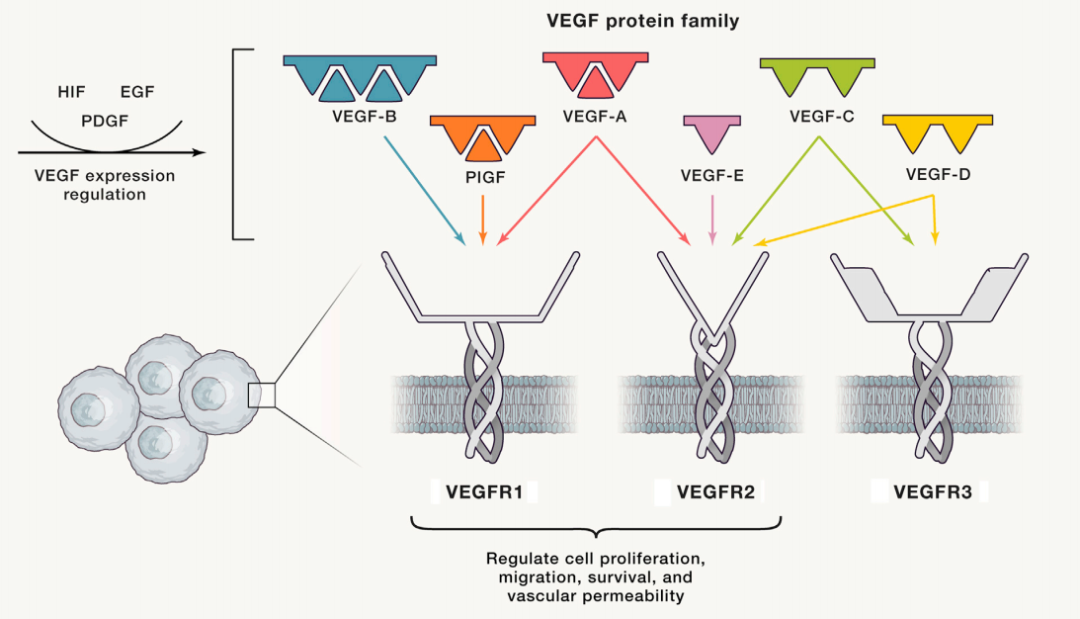 全面解析！靶向VEGF重塑肿瘤微环境策略