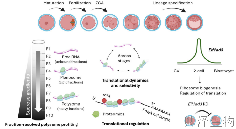 【翻译图谱】 | 解码生命最初48小时：科学家首次绘制小鼠胚胎发育翻译组高清图谱