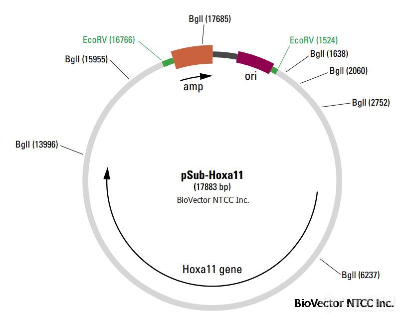 DAPI染DNA的原理及使用方法@古朵资讯