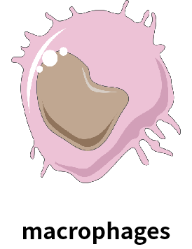 巨噬细胞.png
