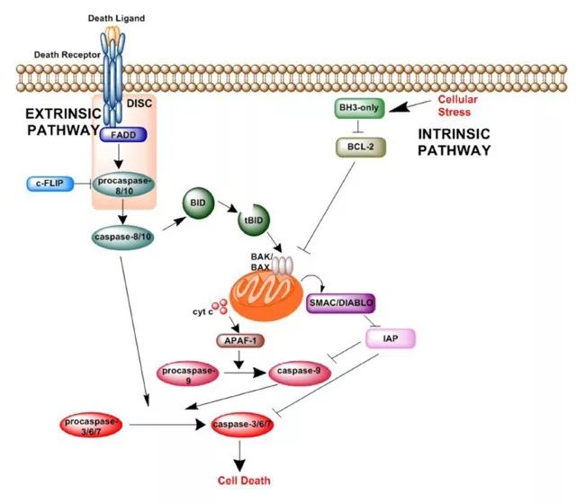 细胞凋亡 VS 细胞焦亡
